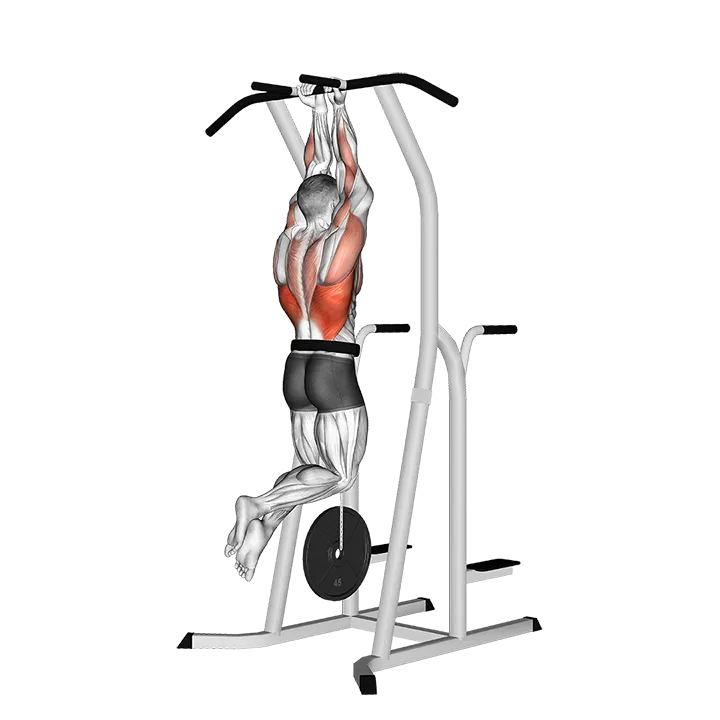 Weighted Close Grip Chin-up on Dip Cage exercise animation (Male)