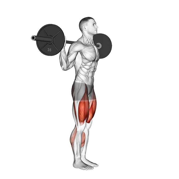 Barbell Walk Calves Activation exercise animation (Male)
