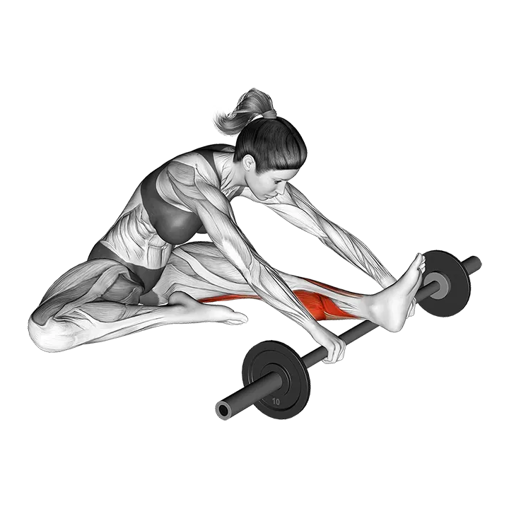 Calf self massage with barbell exercise animation (Female)