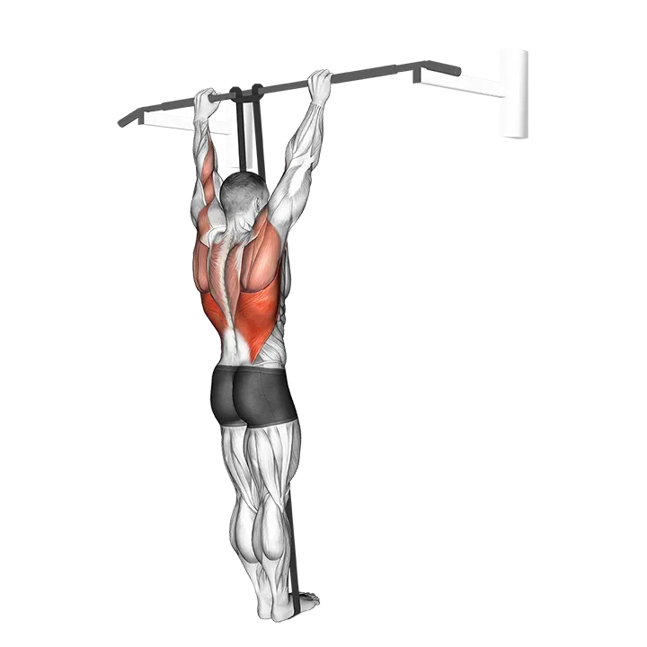 Band Assisted Pull-Up (VERSION 3) exercise animation (Male)