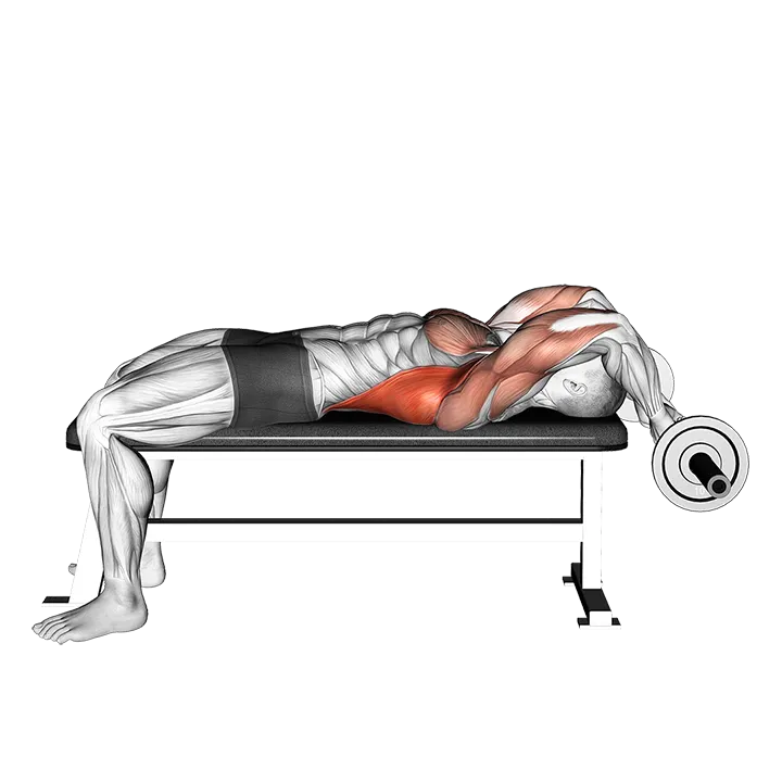 EZ Bar Lying Bent Arms Pullover exercise animation (Male)