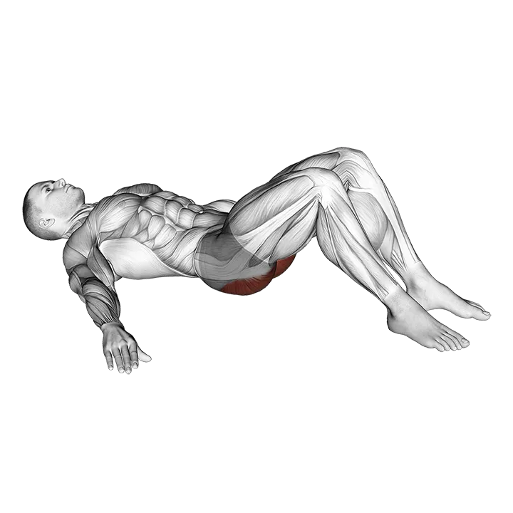 Low Glute Bridge on floor exercise animation (Male)