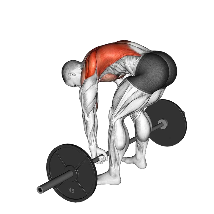 Barbell Pendlay Row exercise animation (Male)