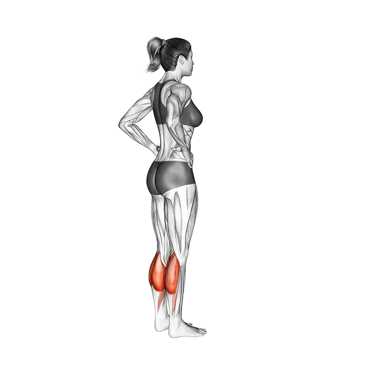 Standing Calf Raise exercise animation (Female)