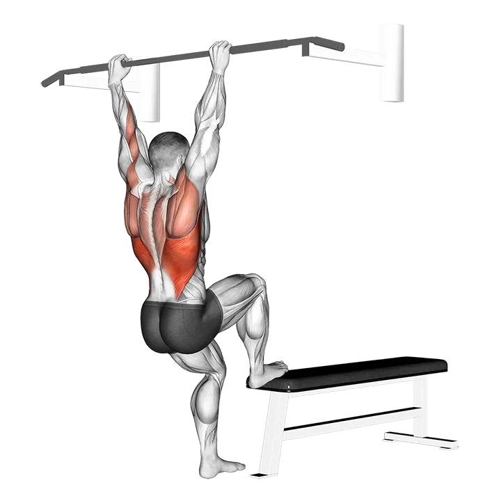 Bench Pull-ups exercise animation (Männlich)