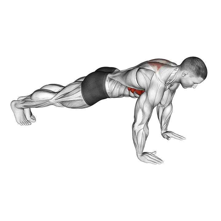 Scapula Push-up exercise animation (Male)