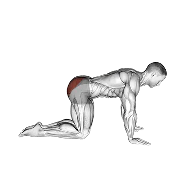 Bent Leg Kickback (kneeling)