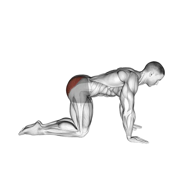Bent Leg Kickback (kneeling) exercise animation (Male)