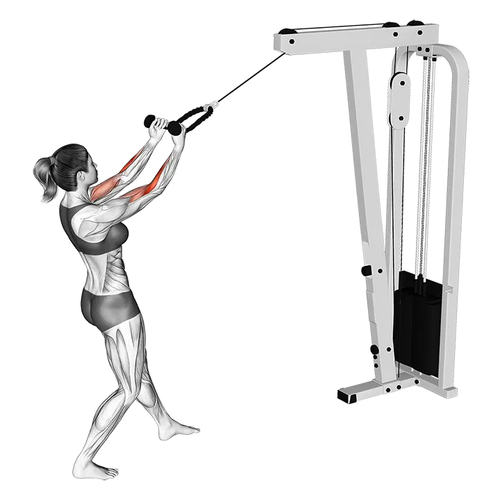 Cable Standing Biceps Curl (with rope) exercise animation (Female)