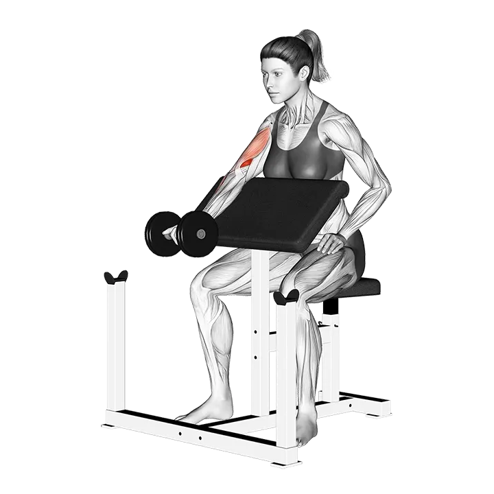 Dumbbell Single Arm Preacher Curl exercise animation (Female)