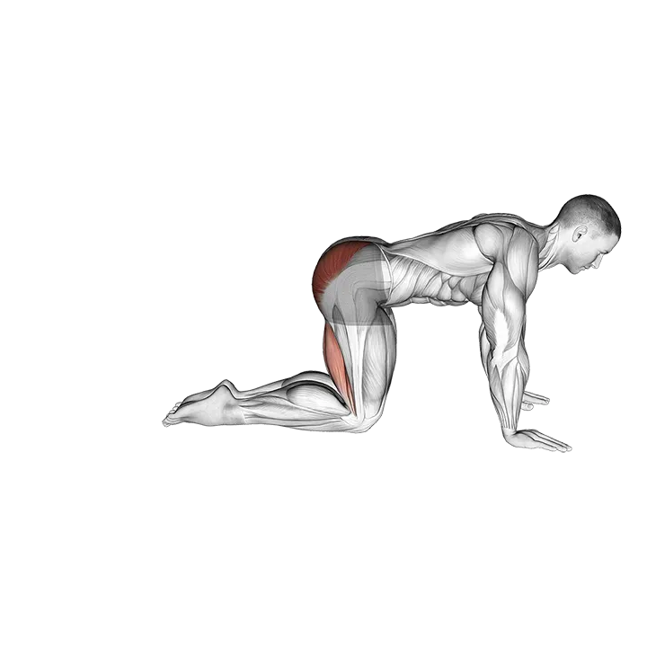 Straight Leg Kickback (kneeling) exercise animation (Male)