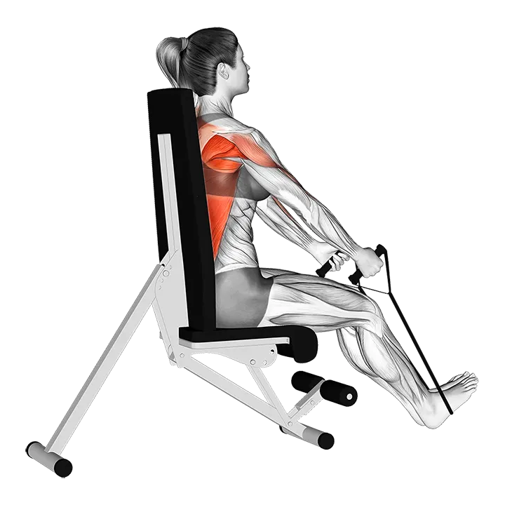 Band Seated Straight Back Row exercise animation (Female)