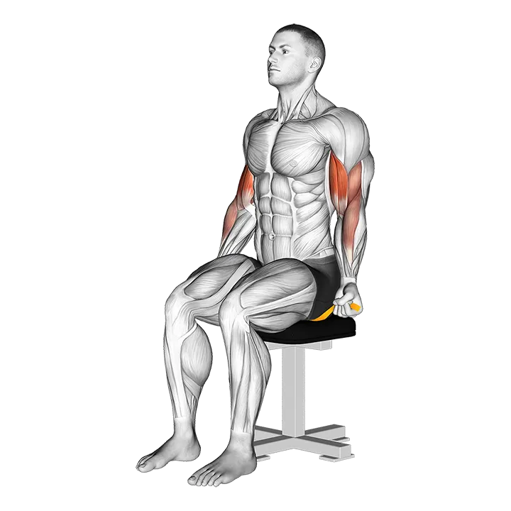 Resistance Band Seated Biceps Curl exercise animation (Male)