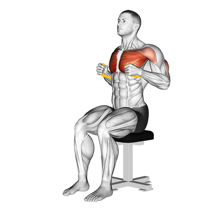 Resistance Band Seated Chest Press exercise animation (Male)