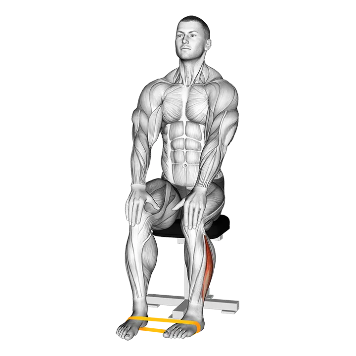 Resistance Band Foot External Rotation exercise animation (Male)