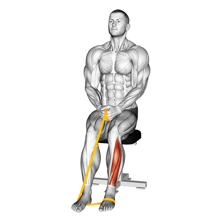 Resistance Band Foot Plantar Flexion exercise animation (Hombre)