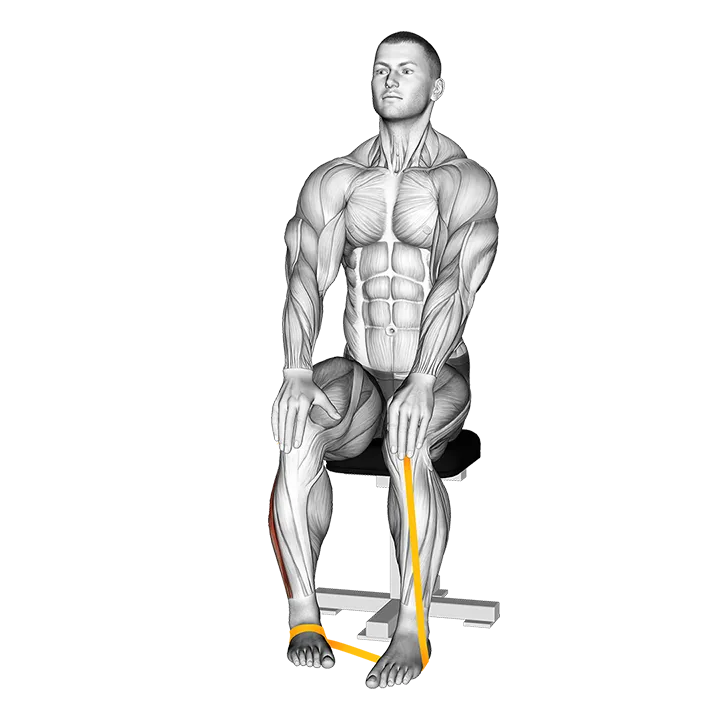 Resistance Band Foot Eversion exercise animation (Male)
