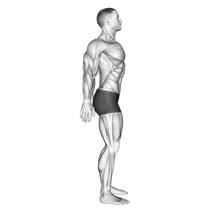 Scapula Retraction Protraction exercise animation (Male)