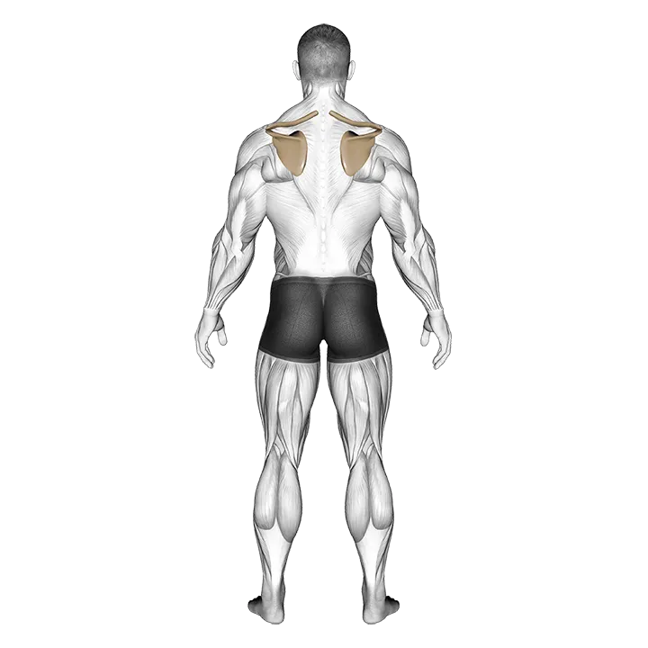 Scapula Elevation Depression exercise animation (Male)