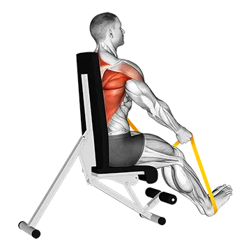 Resistance Band Seated Straight Back Row