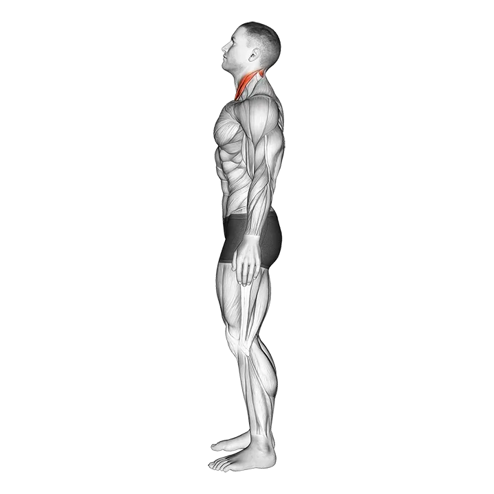 Chin Tuck exercise animation (Male)