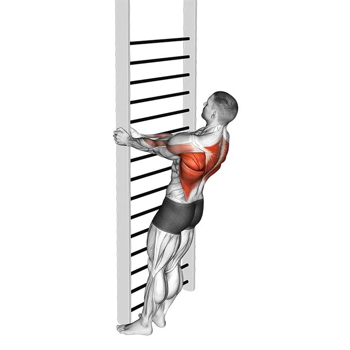 Bodyweight Standing Close-grip Row exercise animation (Male)