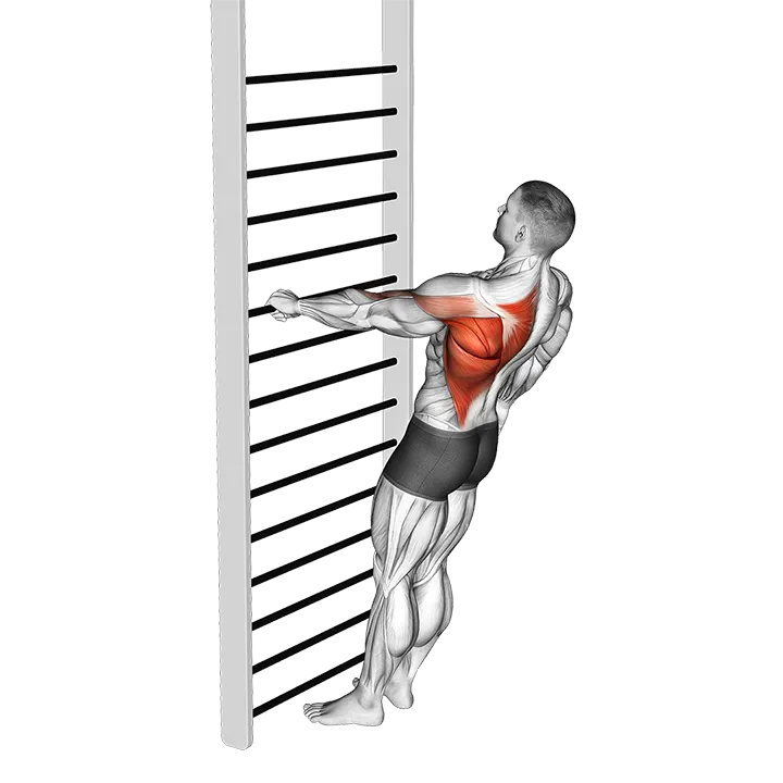 Bodyweight Standing One Arm Row exercise animation (Male)