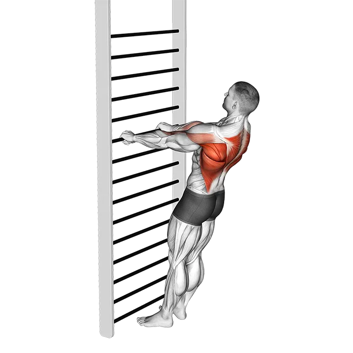 Bodyweight Standing Row exercise animation (Male)