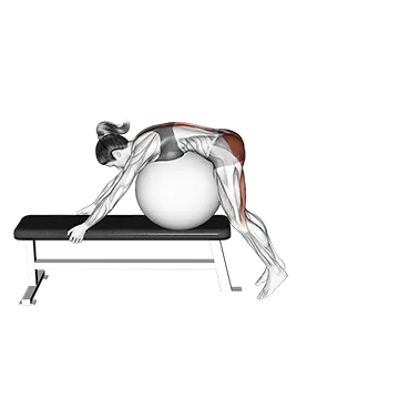 Stability Ball Reverse Hyperextension (off a bench)
