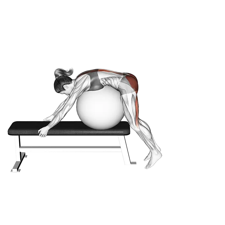 Stability Ball Reverse Hyperextension (off a bench) exercise animation (Female)