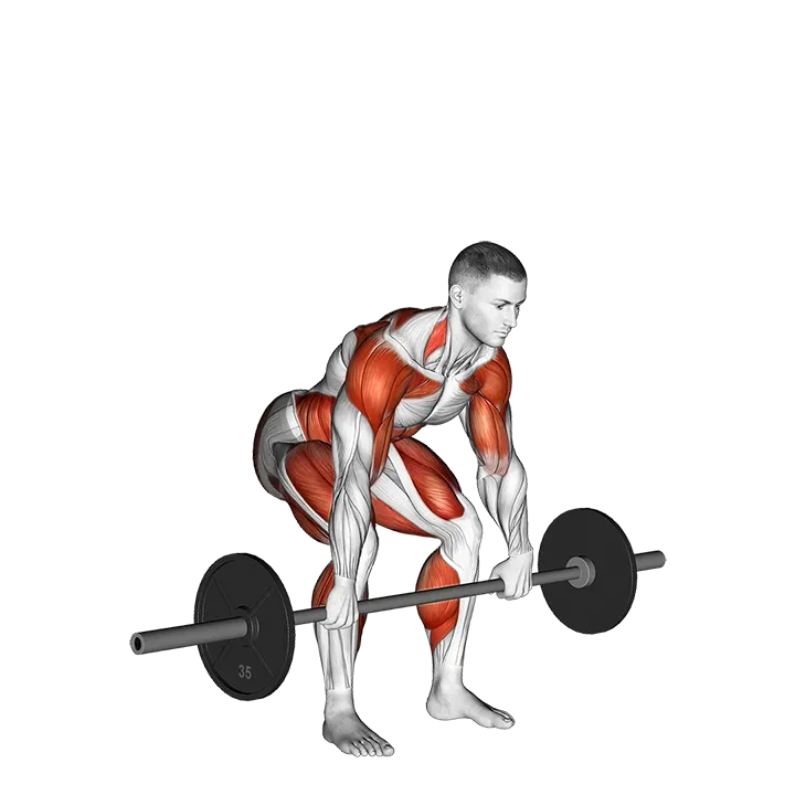 Barbell Hang Clean Below the Knees (VERSION 2) exercise animation (Male)