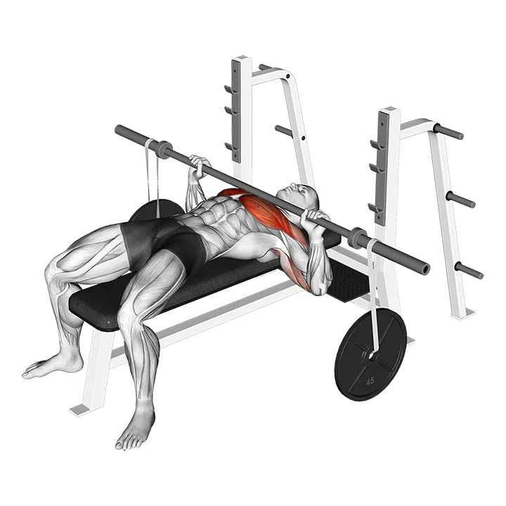 Barbell Bench Press (with hanging band technique) exercise animation (Male)