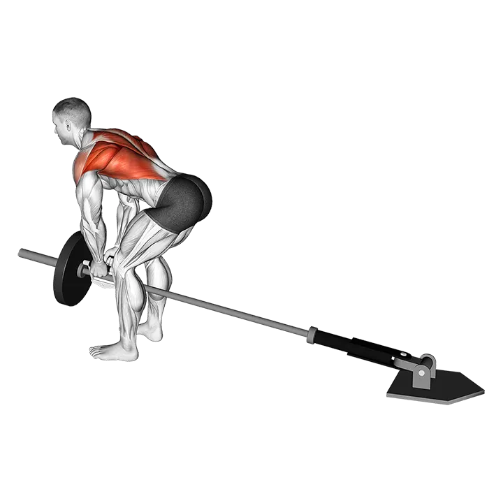 Lever Bent-over Row with V-bar (plate loaded) exercise animation (Male)
