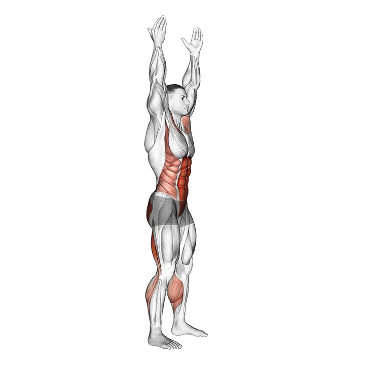 Basic Toe Touch exercise animation (Male)