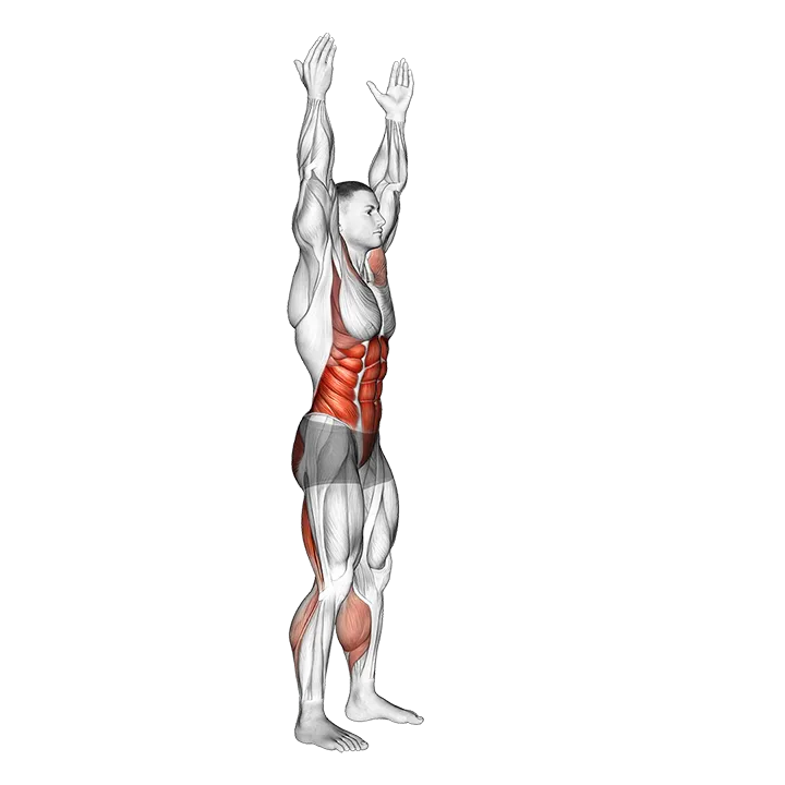 Arms Apart Circular Toe Touch exercise animation (Male)