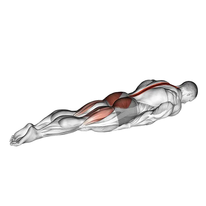 Prone Cobra Palms Under Thighs exercise animation (Male)