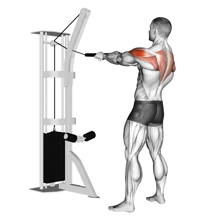 Cable Standing Rear Delt Horizontal Row (with rope) exercise animation (Male)