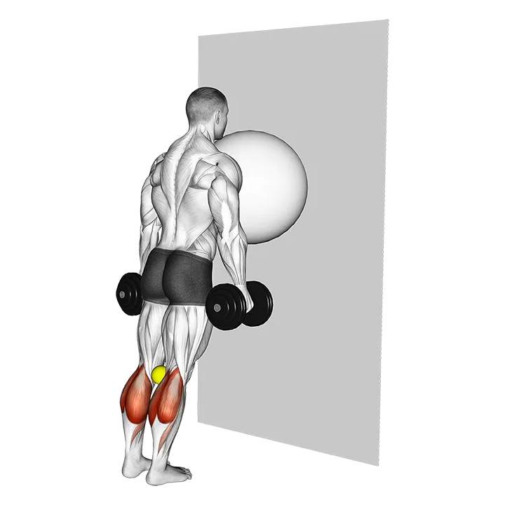 Exercise Ball on the Wall Calf Raise (tennis ball between knees) exercise animation (Hombre)