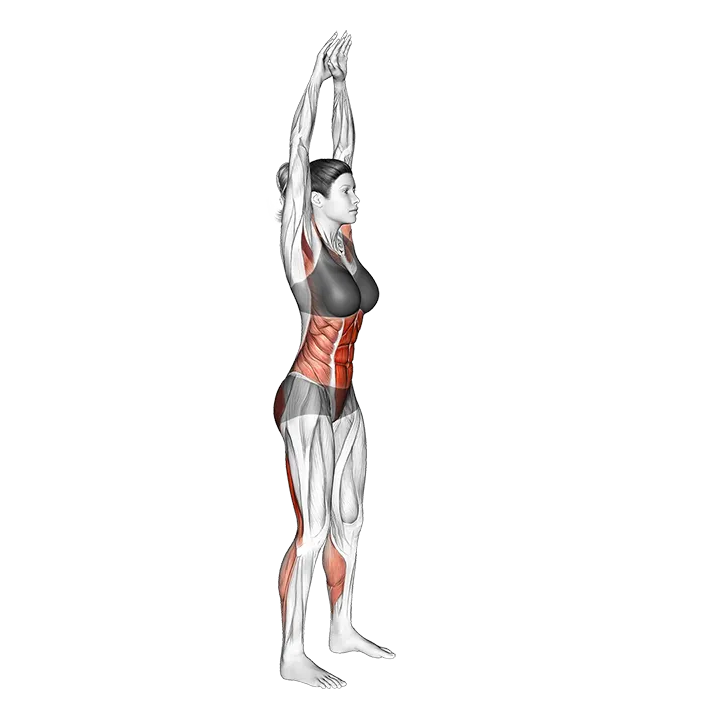 Front Toe Touching exercise animation (Female)