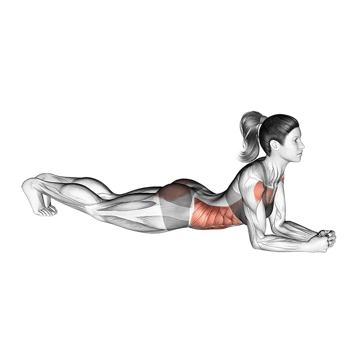 Elbow Push up exercise animation (Female)