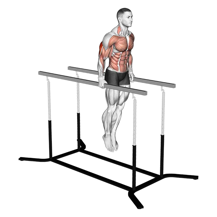 Elbow dips exercise animation (Male)