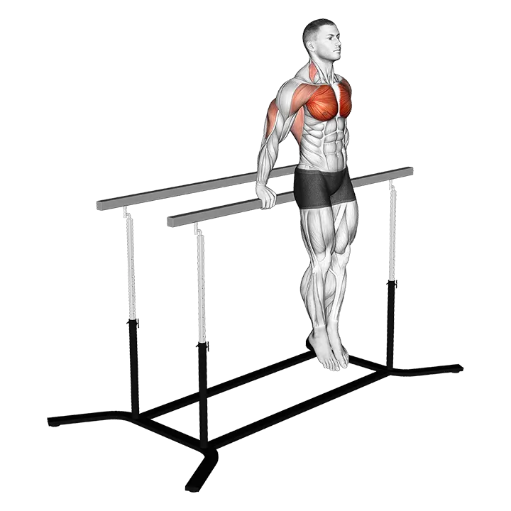 Korean dips exercise animation (Male)