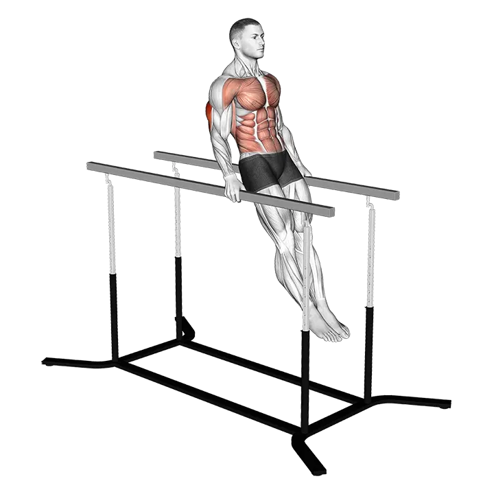 Impossible dips exercise animation (Male)