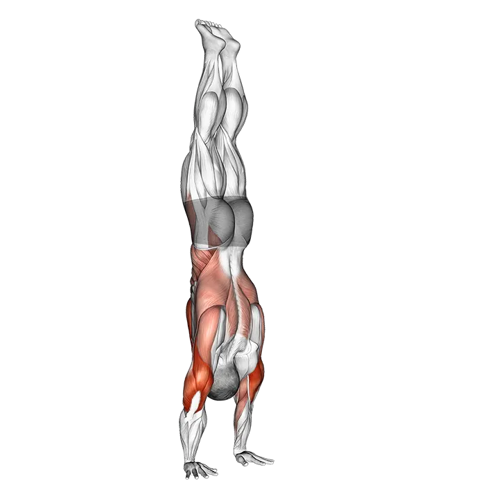 Stalder Press exercise animation (Male)