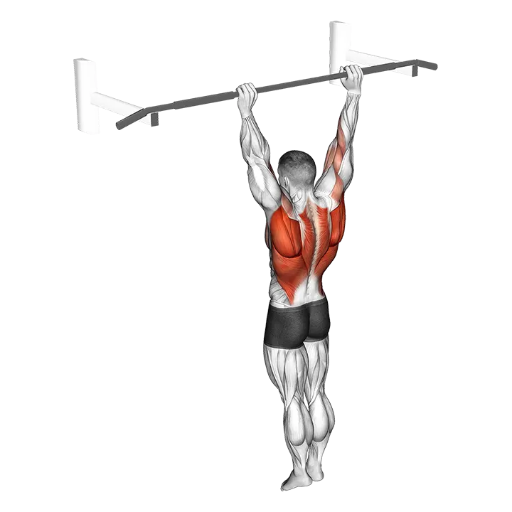 Archer Pull up exercise animation (Male)