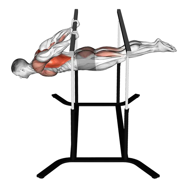 Back lever exercise animation (Male)