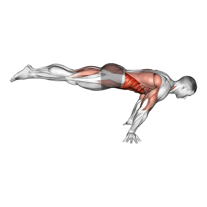Full Planche exercise animation (Male)