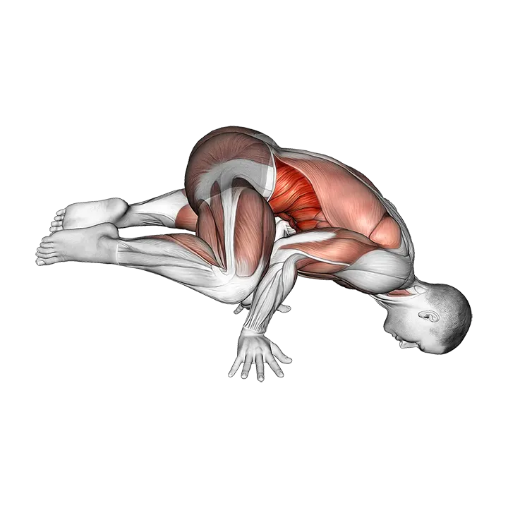 Frog planche exercise animation (Male)