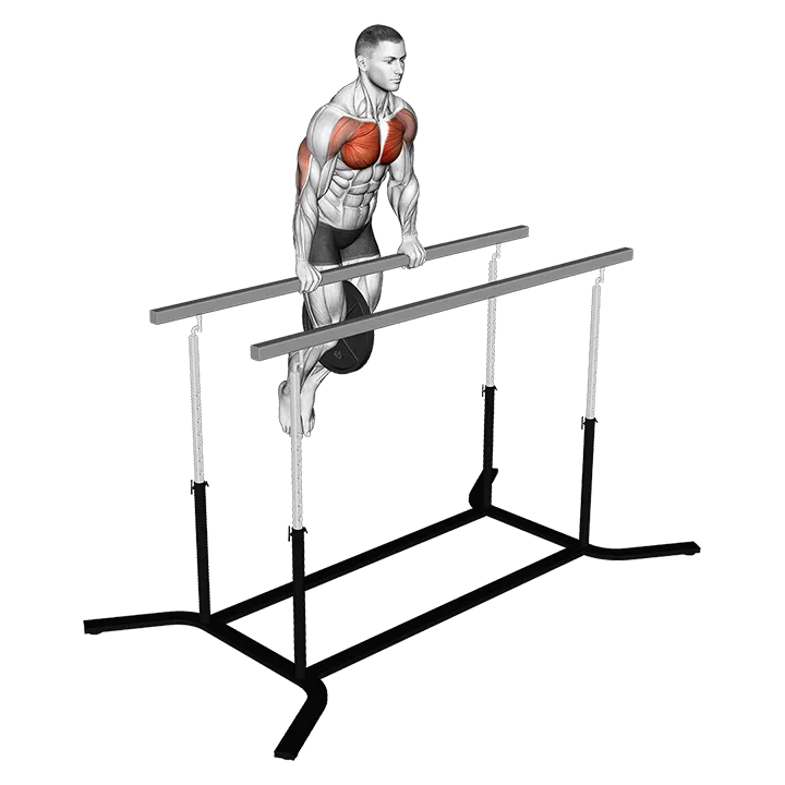 Weighted Straight Bar Dip exercise animation (Männlich)