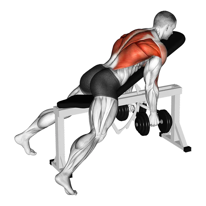 Dumbbell Hammer Grip Incline Bench Two Arm Row exercise animation (Male)